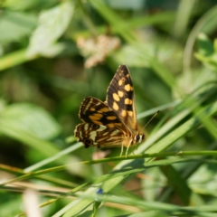 Oreixenica kershawi (Striped Xenica) at Tallaganda State Forest - 7 Feb 2023 by DPRees125