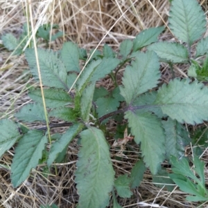 Bidens pilosa at Fadden, ACT - 7 Feb 2023