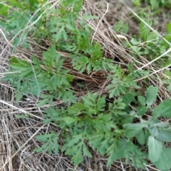 Bidens subalternans (Greater Beggars Ticks) at Wanniassa Hill - 7 Feb 2023 by KumikoCallaway