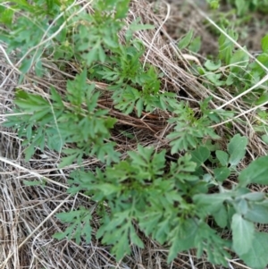 Bidens subalternans at Fadden, ACT - 7 Feb 2023 07:26 PM