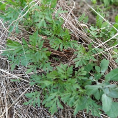 Bidens subalternans (Greater Beggars Ticks) at Wanniassa Hill - 7 Feb 2023 by KumikoCallaway