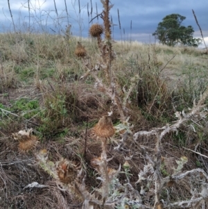 Onopordum acanthium at Fadden, ACT - 7 Feb 2023
