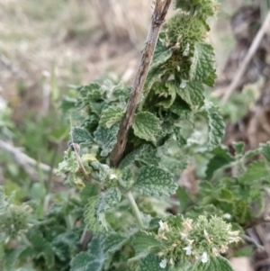 Marrubium vulgare at Fadden, ACT - 7 Feb 2023