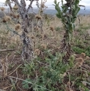 Marrubium vulgare at Fadden, ACT - 7 Feb 2023