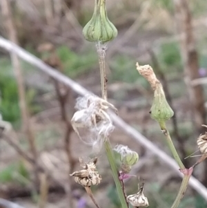 Sonchus oleraceus at Fadden, ACT - 7 Feb 2023