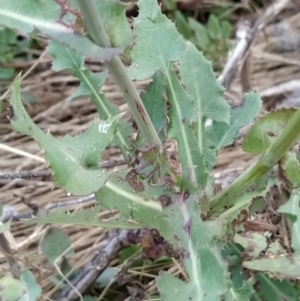 Sonchus oleraceus at Fadden, ACT - 7 Feb 2023 07:28 PM