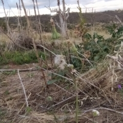 Sonchus oleraceus at Fadden, ACT - 7 Feb 2023 07:28 PM