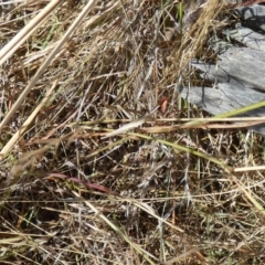 Acrida conica (Giant green slantface) at Percival Hill - 26 Jan 2023 by Amata