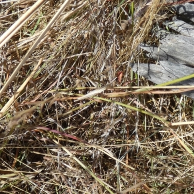 Acrida conica (Giant green slantface) at Nicholls, ACT - 25 Jan 2023 by Birdy