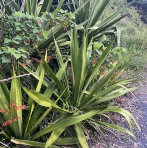 Doryanthes excelsa at Culburra Beach, NSW - suppressed