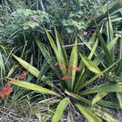 Doryanthes excelsa at Culburra Beach, NSW - suppressed