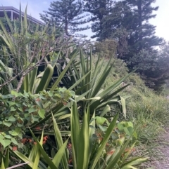 Doryanthes excelsa at Culburra Beach, NSW - suppressed