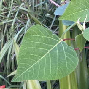 Homalanthus populifolius at Culburra Beach, NSW - 28 Jan 2023