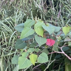 Homalanthus populifolius at Culburra Beach, NSW - 28 Jan 2023