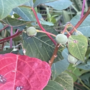 Homalanthus populifolius at Culburra Beach, NSW - 28 Jan 2023