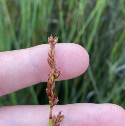 Machaerina gunnii (Slender Twig-rush) at Culburra Beach - Lake Wollumboola Bushcare - 27 Jan 2023 by Tapirlord