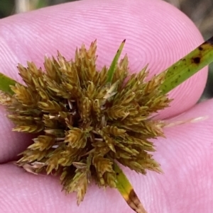 Cyperus polystachyos at Culburra Beach, NSW - 27 Jan 2023 06:10 PM