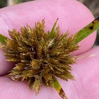 Cyperus polystachyos (Leafy Twig Rush, Bunchy Sedge) at Culburra Beach, NSW - 27 Jan 2023 by Tapirlord