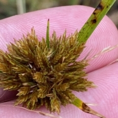 Cyperus polystachyos at Culburra Beach, NSW - 27 Jan 2023