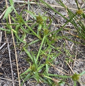 Cyperus polystachyos at Culburra Beach, NSW - 27 Jan 2023