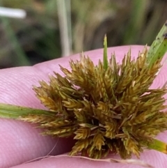 Cyperus polystachyos at Culburra Beach, NSW - 27 Jan 2023 06:10 PM