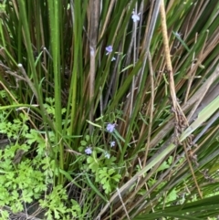 Lobelia anceps (Angled Lobelia) at Wollumboola, NSW - 27 Jan 2023 by Tapirlord