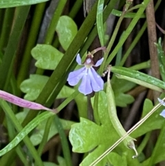 Lobelia anceps at Wollumboola, NSW - 27 Jan 2023