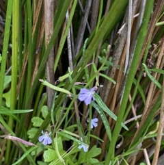 Lobelia anceps at Wollumboola, NSW - 27 Jan 2023