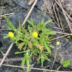 Cotula coronopifolia (Water Buttons) at Jervis Bay National Park - 27 Jan 2023 by Tapirlord