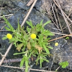 Cotula coronopifolia at Wollumboola, NSW - 27 Jan 2023 06:09 PM