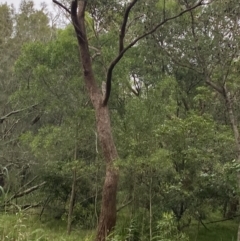 Eucalyptus botryoides (Bangalay, Southern Mahogany) at Lake Wollumboola Walking Track - 27 Jan 2023 by Tapirlord
