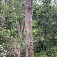 Eucalyptus botryoides at Culburra Beach, NSW - 27 Jan 2023 06:05 PM