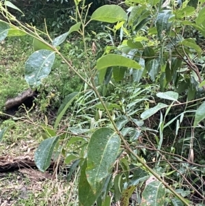 Eucalyptus botryoides at Culburra Beach, NSW - 27 Jan 2023