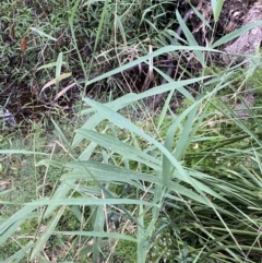 Phragmites australis (Common Reed) at Culburra Beach - Lake Wollumboola Bushcare - 27 Jan 2023 by Tapirlord