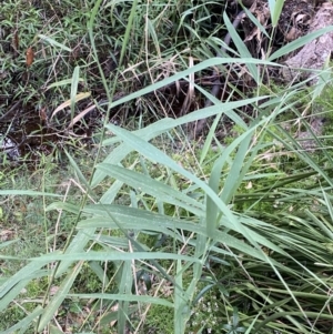 Phragmites australis at Culburra Beach, NSW - 27 Jan 2023 06:04 PM