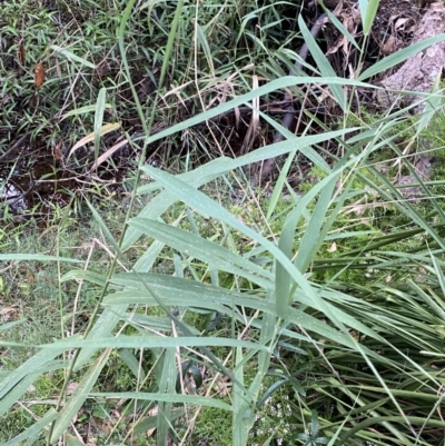 Phragmites australis (Common Reed) at Lake Wollumboola Walking Track - 27 Jan 2023 by Tapirlord