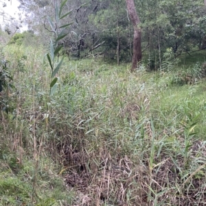 Phragmites australis at Culburra Beach, NSW - 27 Jan 2023