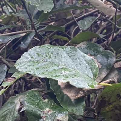 Cissus antarctica (Water Vine, Kangaroo Vine) at Culburra Beach - Lake Wollumboola Bushcare - 27 Jan 2023 by Tapirlord