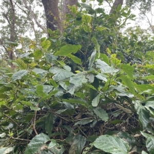 Cissus antarctica at Culburra Beach, NSW - 27 Jan 2023 06:03 PM