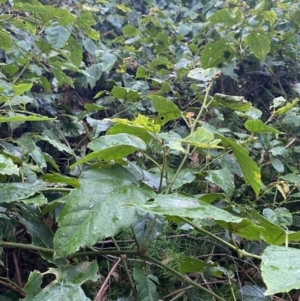 Cissus antarctica at Culburra Beach, NSW - 27 Jan 2023 06:03 PM