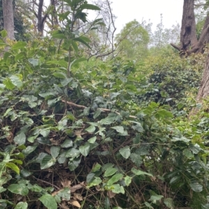 Cissus antarctica at Culburra Beach, NSW - 27 Jan 2023 06:03 PM