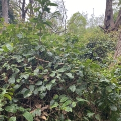 Cissus antarctica at Culburra Beach, NSW - 27 Jan 2023