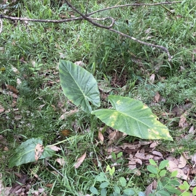 Alocasia brisbanensis (Cunjevoi, Spoon Lily) at Lake Wollumboola Walking Track - 27 Jan 2023 by Tapirlord