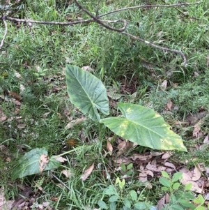 Alocasia brisbanensis at Culburra Beach, NSW - 27 Jan 2023