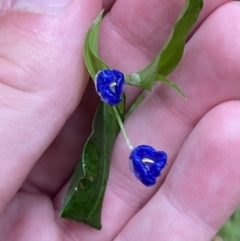 Commelina cyanea (Scurvy Weed) at Culburra Beach, NSW - 27 Jan 2023 by Tapirlord