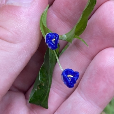Commelina cyanea (Scurvy Weed) at Culburra Beach, NSW - 27 Jan 2023 by Tapirlord