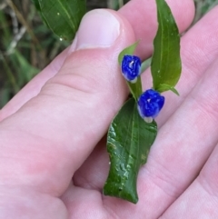 Commelina cyanea at Culburra Beach, NSW - 27 Jan 2023