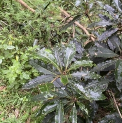 Pittosporum undulatum (sweet pittosporum) at Lake Wollumboola Walking Track - 27 Jan 2023 by Tapirlord