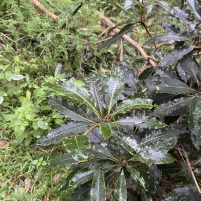 Pittosporum undulatum (sweet pittosporum) at Lake Wollumboola Walking Track - 27 Jan 2023 by Tapirlord