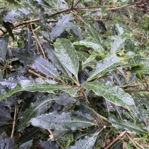 Pittosporum undulatum at Culburra Beach, NSW - 27 Jan 2023